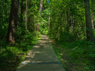 Fototapeta na wymiar Board path in a forest reserve