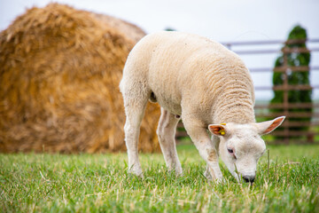 Sheep on the grass with lambs .Various varieties and ages.