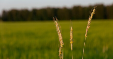 Fototapeta premium Silhouette of a rye field in the light of the golden setting sun. In the foreground spikelets of rye
