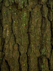 Texture of tree bark, spruce, pine