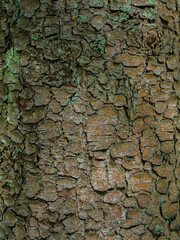 Texture of tree bark, spruce, pine