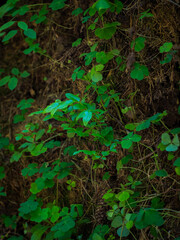 Small green plants in a ravine in the forest