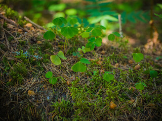 Close up lucky clover  in the forest