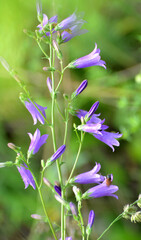 Siberian bells (Campanula sibirica) bloom among wild herbs