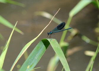 Male dragonfly Calopteryx splendens on a blade of grass