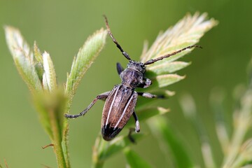 Beetle Neodorcadion bilineatum on a blade of grass