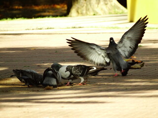 Fototapeta premium Pajaro llegando