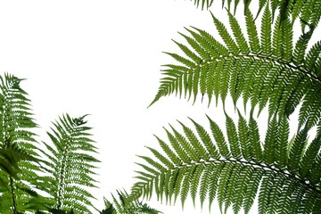 Fototapeta na wymiar Tropical fern leaves on white isolated background for green foliage backdrop and copy space