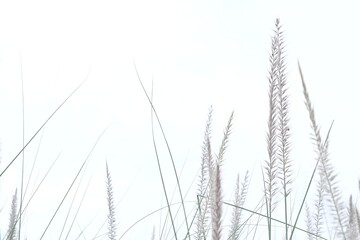 Obraz premium Blurred wild grass flower blossom natural view on white background 