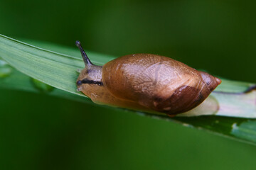 Snail in the grass after rain
