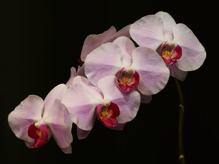 Fototapeta na wymiar Pink orchid in the late evening