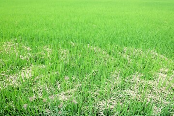 Obraz premium Close up a green color of beautiful paddy field in the countryside of Thailand