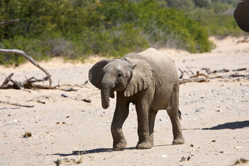 Very rare wild desert baby elephant in Hoanib river valley, Kunene, Damaraland, Kaokoveld, Kaokoland, Sesfontein, Namibia