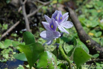 kwiat bagienny © Aleksandra