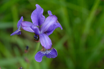 Iris pseudacorus (yellow flag, yellow iris, water flag) is a species of flowering plant of the family Iridaceae. Purple flower on a green background. Springtime.