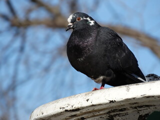 pajaro