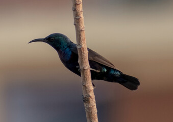 Purple sunbird (Cinnyris asiaticus) or Arachnechthra intermedia