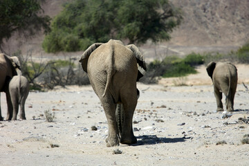 Very rare wild desert elephant family protecting babies  in Hoanib river valley, Kunene, Damaraland, Kaokoveld, Kaokoland, Sesfontein, Namibia