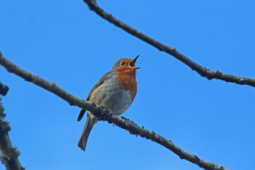Robin singing in a tree