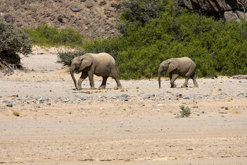 Fototapeta premium Very rare wild desert elephant family protecting babies in Hoanib river valley, Kunene, Damaraland, Kaokoveld, Kaokoland, Sesfontein, Namibia
