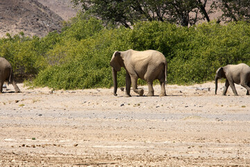 Very rare wild desert elephant family protecting babies  in Hoanib river valley, Kunene, Damaraland, Kaokoveld, Kaokoland, Sesfontein, Namibia