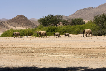 Very rare wild desert elephant family protecting babies  in Hoanib river valley, Kunene, Damaraland, Kaokoveld, Kaokoland, Sesfontein, Namibia
