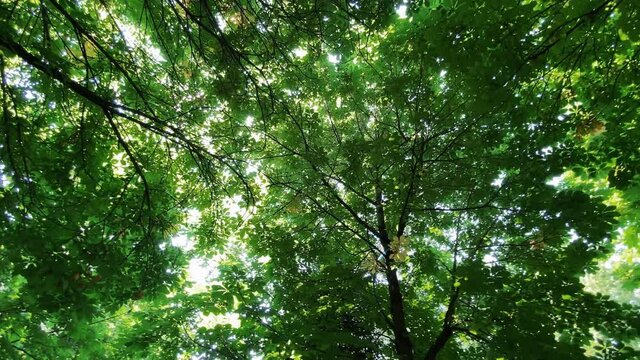 Camera looks up and moves slowly under trees. Tree branches and leaves against blue sky and shining sun.4K