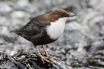 White-throated Dipper, standing on a rock in the mountain river with water in the background.