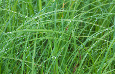 green grass background