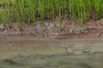 reeds in the water