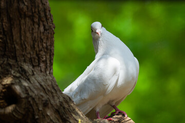 White Dove on green Bokeh and Freedom Concept and international day of peace