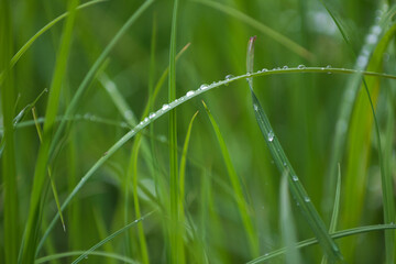 Water droplets
