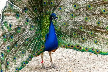 Obraz premium Close up male peacock with fully unfolded feathers of his tail