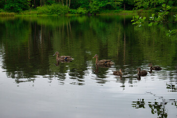 Naklejka na ściany i meble ducks on the lake