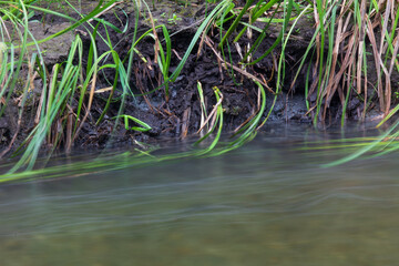 grass in the water