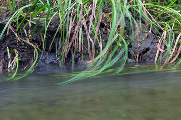 grass in the water