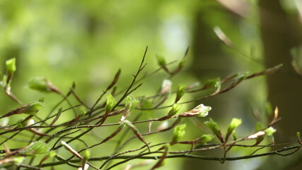 Zweig im Frühling