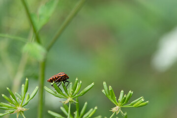 red and black striped bug on a green plant