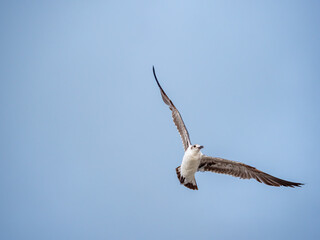 seagull flying through the air