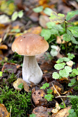 White fungus (Boletus edulis Bull.) Close-up