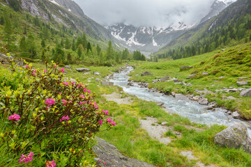 Fototapeta premium Alpenrosen und Wildbach in einer herrlichen Almlandschaft im Zillertal in Tirol
