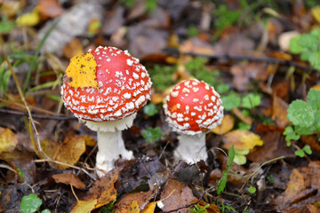 Two young fly agaric (Amanita muscaria (L.) Hook.) on last year's foliage