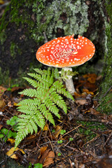  Fly agaric (Amanita muscaria (L.) Hook.) and fern leaf