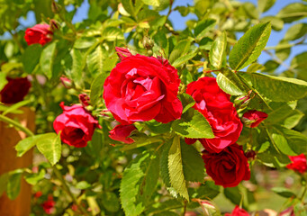 Flowering braided rose