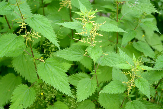 Blooming nettle dioica (Urtica dioica L.)
