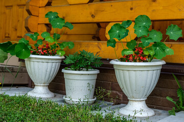 Flowers grow in white flowerpots of various shapes against the background of a wooden structure painted with yellow shade.