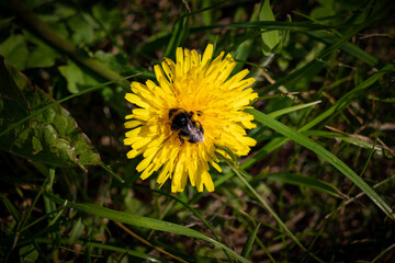 Burgie Arboretum Woodland Garden Forres Scotland