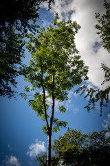 Burgie Arboretum Woodland Garden Forres Scotland