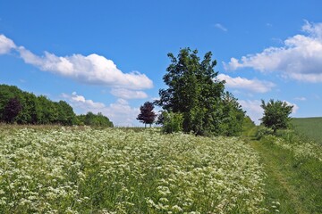 Blühende Sommerwiese, Naturpark Edersee-Kellerwald