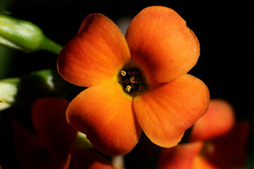 Kalanchoe Blossfeld. Close-up, macro, orange flower decorative indoor plant